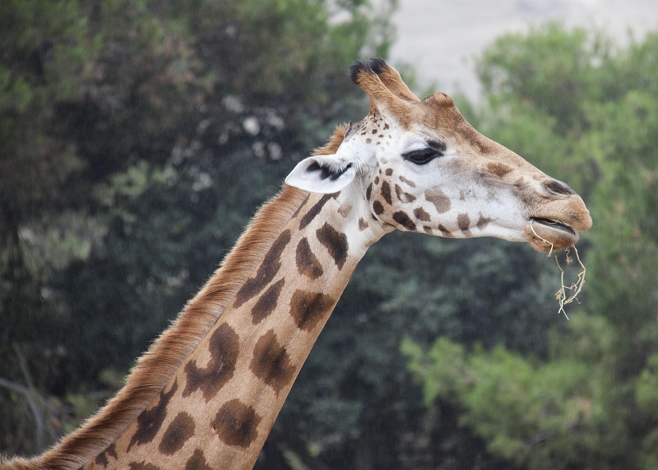 4 day budget camping safari in tanzania